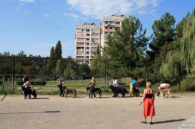 Фото: ньюфаундленд Smigar Ieremiya Ivent Magik (Смигар Иеремия Ивент Магик)