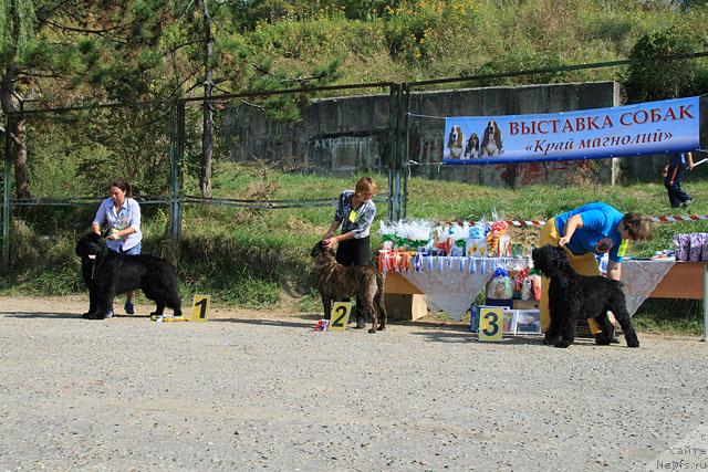 Фото: ньюфаундленд Smigar Ieremiya Ivent Magik (Смигар Иеремия Ивент Магик), Сяпа