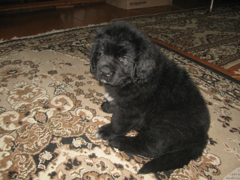 Фото: Aleksey Pahomov (Алексей Пахомов)