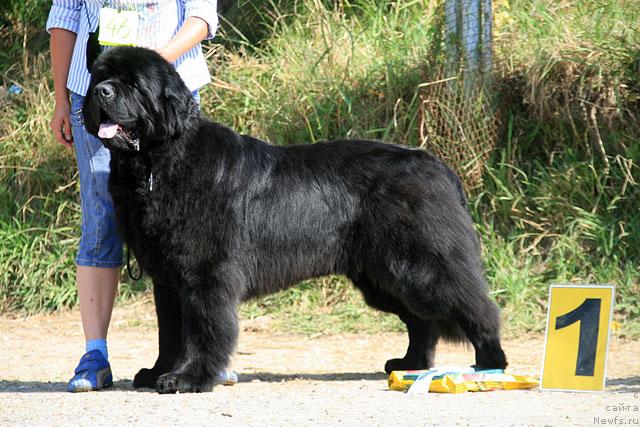 Фото: ньюфаундленд Smigar Ieremiya Ivent Magik (Смигар Иеремия Ивент Магик)