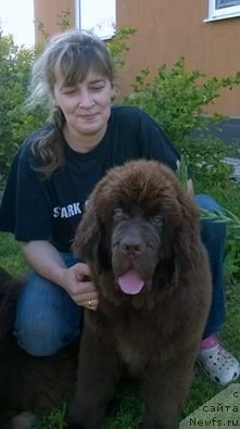 Фото: ньюфаундленд Brownblood MSK Zhani Osher (Браунблад МСК Жани Ошер)