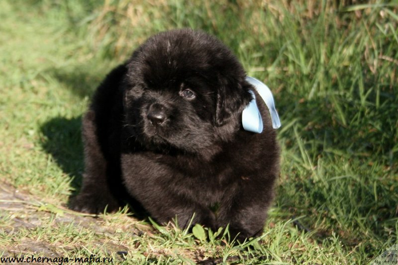 Фото: ньюфаундленд Chernaya Mafia Above and Beyond (Черная Мафия Абове анд Беуонд)