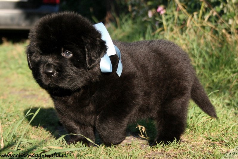 Фото: ньюфаундленд Chernaya Mafia Above and Beyond (Черная Мафия Абове анд Беуонд)