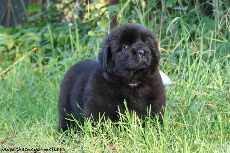 Фотография № 189671