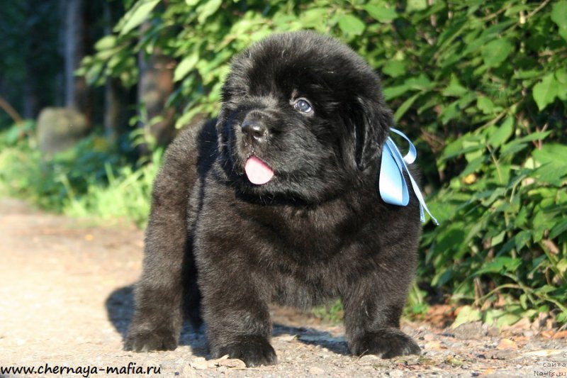 Фото: ньюфаундленд Chernaya Mafia Above and Beyond (Черная Мафия Абове анд Беуонд)