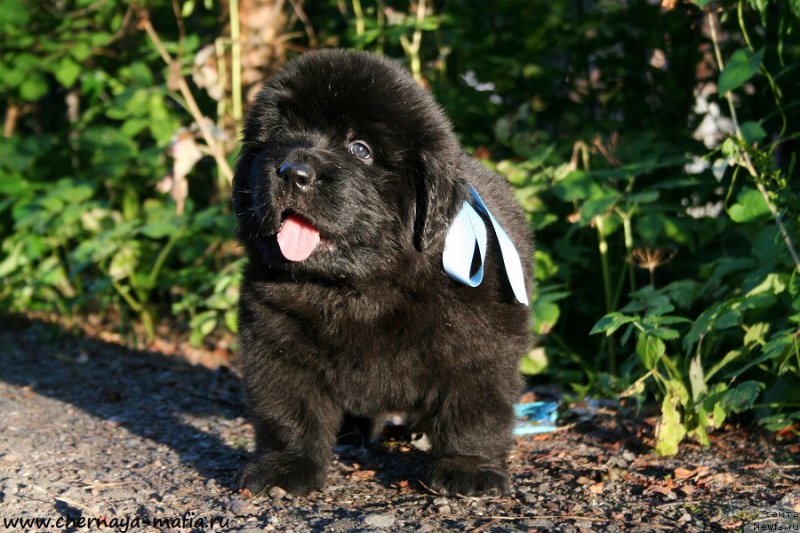 Фото: ньюфаундленд Chernaya Mafia Above and Beyond (Черная Мафия Абове анд Беуонд)