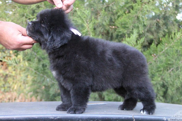 Фото: ньюфаундленд Zhjuzetta s Berega Dona (Жюзетта с Берега Дона)