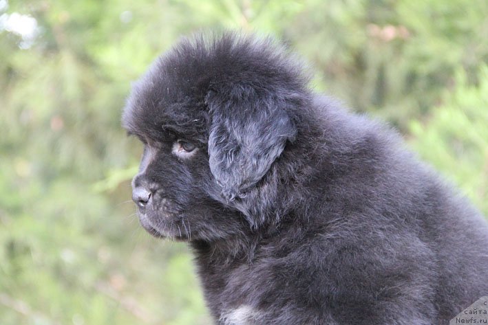 Фото: ньюфаундленд Zhjuzetta s Berega Dona (Жюзетта с Берега Дона)