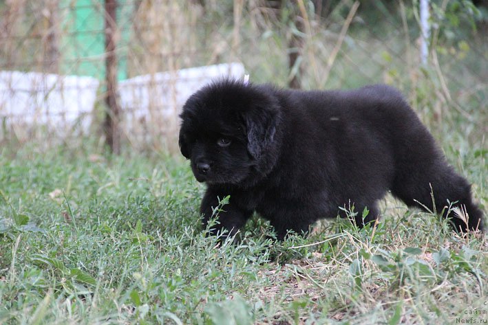 Фото: ньюфаундленд Zhjuzetta s Berega Dona (Жюзетта с Берега Дона)