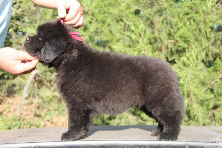 Фото: ньюфаундленд Zhizetta s Berega Dona (Жизетта с Берега Дона)