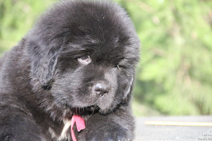 Фото: ньюфаундленд Zhizetta s Berega Dona (Жизетта с Берега Дона)