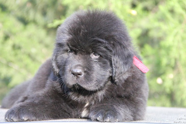 Фото: ньюфаундленд Zhizetta s Berega Dona (Жизетта с Берега Дона)