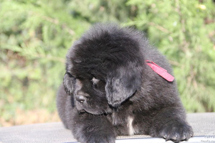 Фото: ньюфаундленд Zhizetta s Berega Dona (Жизетта с Берега Дона)