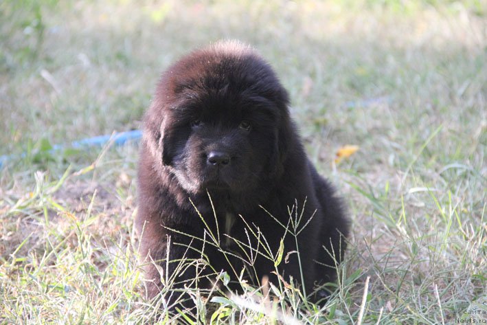 Фото: ньюфаундленд Zhizetta s Berega Dona (Жизетта с Берега Дона)