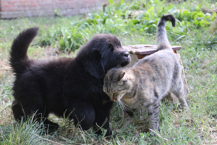 Фото: ньюфаундленд Zhizetta s Berega Dona (Жизетта с Берега Дона)