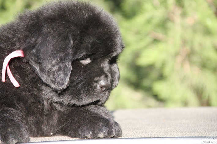 Фото: ньюфаундленд Zhenrietta  s Berega Dona (Женриетта с Берега Дона)