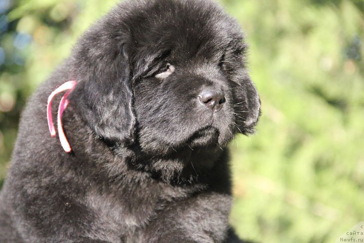 Фото: ньюфаундленд Zhenrietta  s Berega Dona (Женриетта с Берега Дона)