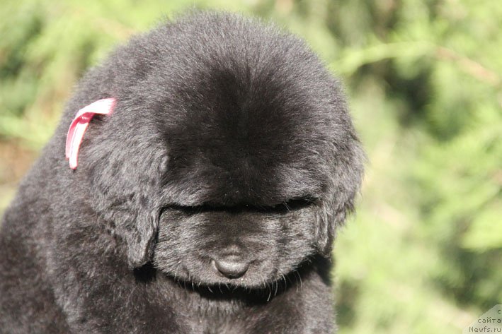 Фото: ньюфаундленд Zhenrietta  s Berega Dona (Женриетта с Берега Дона)