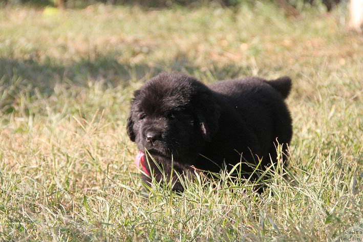 Фото: ньюфаундленд Zhenrietta  s Berega Dona (Женриетта с Берега Дона)