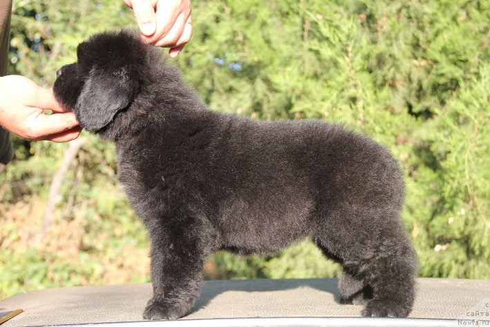 Фото: ньюфаундленд Zhenrietta  s Berega Dona (Женриетта с Берега Дона)