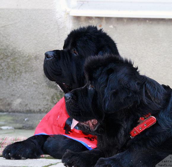 Фото: ньюфаундленд Smigar Ieremiya Ivent Magik (Смигар Иеремия Ивент Магик), ньюфаундленд Talula Bell (Талула Белл)