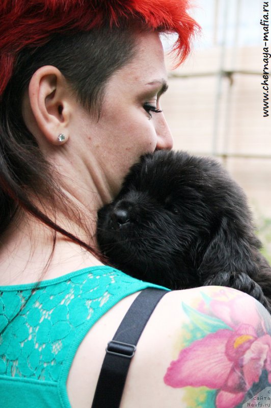 Фото: ньюфаундленд Chernaya Mafia Above and Beyond (Черная Мафия Абове анд Беуонд)