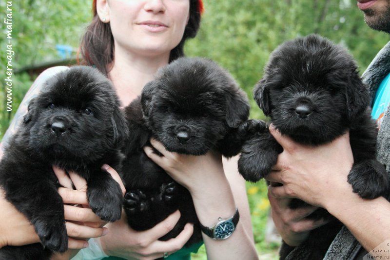 Фотография № 189703