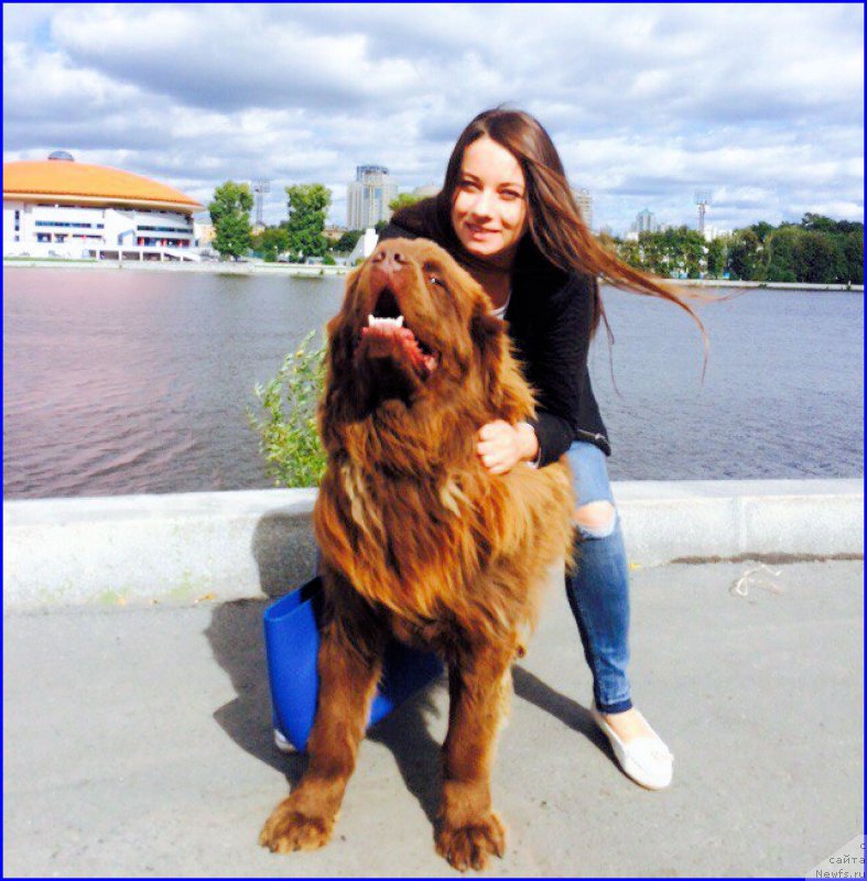 Фото: ньюфаундленд Brownblood MSK Hakim Gold Haydar (Браунблад МСК Хаким Голд Хайдар), САЩА