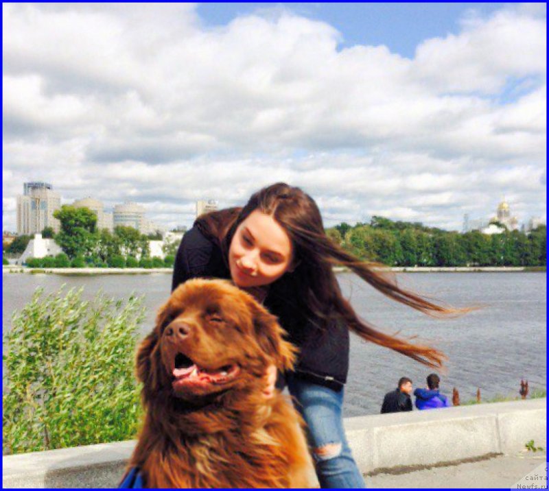 Фото: ньюфаундленд Brownblood MSK Hakim Gold Haydar (Браунблад МСК Хаким Голд Хайдар), САША