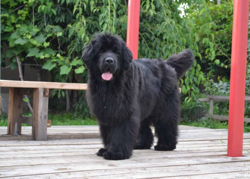 Фото: ньюфаундленд I'm Little Princess Midnight Bear