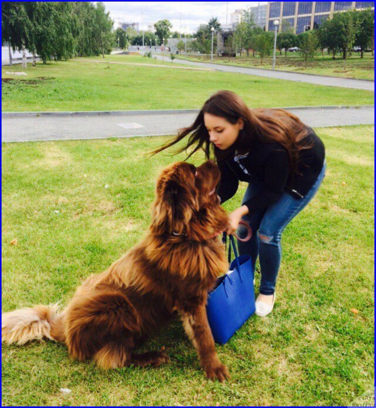 Фото: ньюфаундленд Brownblood MSK Hakim Gold Haydar (Браунблад МСК Хаким Голд Хайдар), САША