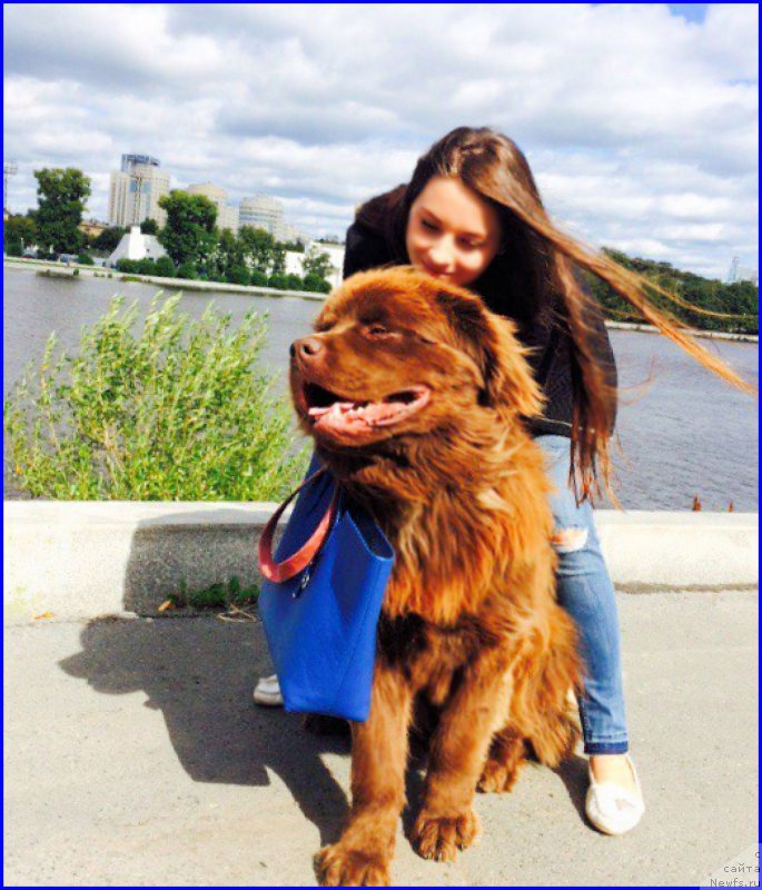 Фото: ньюфаундленд Brownblood MSK Hakim Gold Haydar (Браунблад МСК Хаким Голд Хайдар), САША