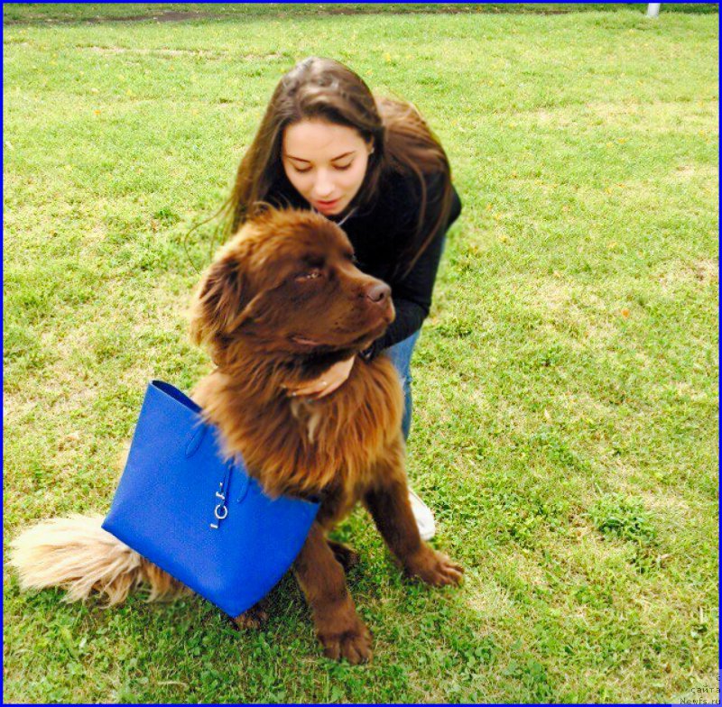 Фото: ньюфаундленд Brownblood MSK Hakim Gold Haydar (Браунблад МСК Хаким Голд Хайдар), САША