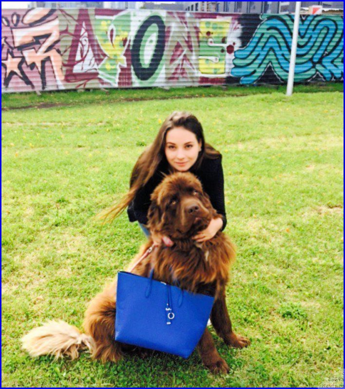 Фото: ньюфаундленд Brownblood MSK Hakim Gold Haydar (Браунблад МСК Хаким Голд Хайдар), САША