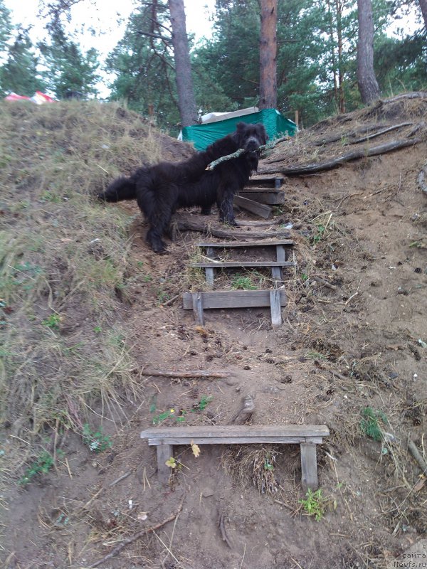 Фото: ньюфаундленд Angel Khranitel Gruffidd (Ангел Хранитель Граффидд)