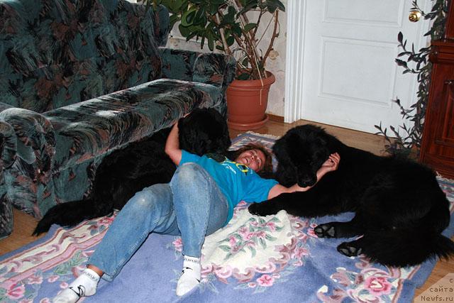 Фото: ньюфаундленд Talula Bell (Талула Белл), ньюфаундленд Potap Fidel' (Потап Фидель), Anna Kovalyova (Анна Ковалёва)