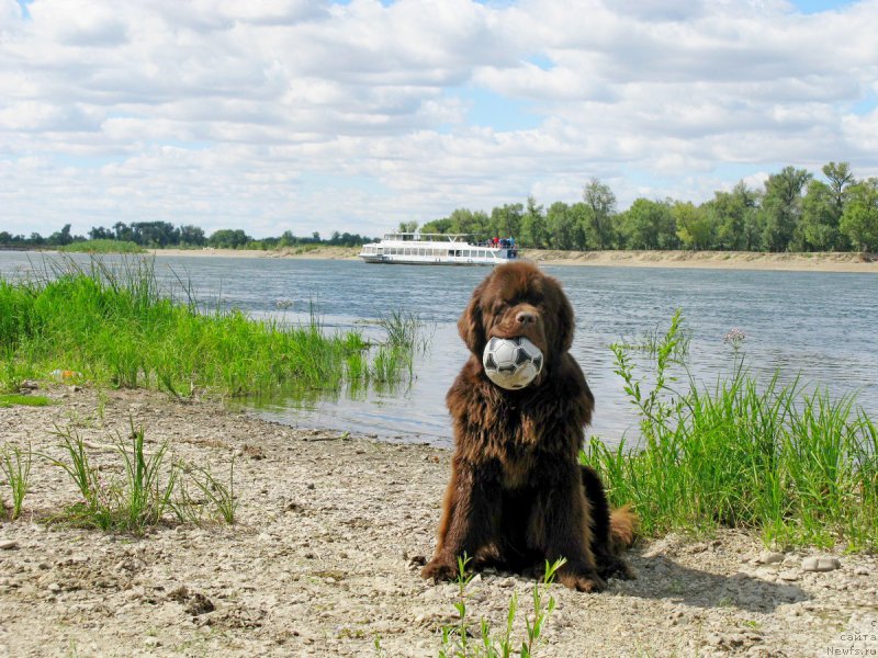 Фото: ньюфаундленд Fakturnyi Frukt s Berega Dona (Фактурный Фрукт с Берега Дона)