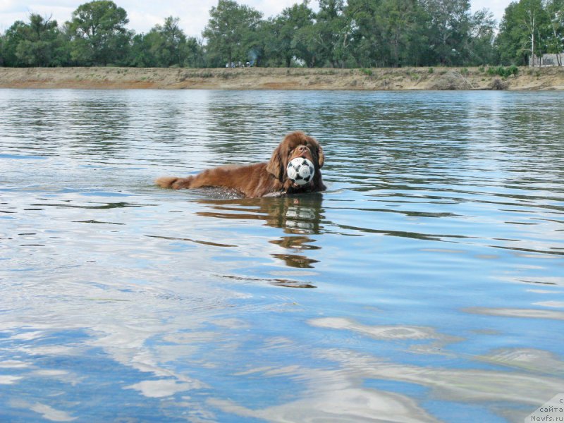 Фото: ньюфаундленд Fakturnyi Frukt s Berega Dona (Фактурный Фрукт с Берега Дона)
