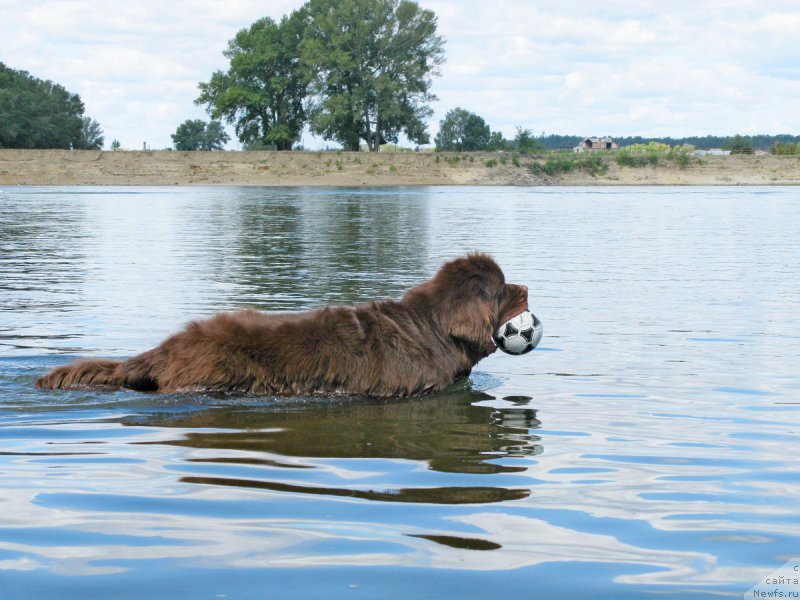 Фото: ньюфаундленд Fakturnyi Frukt s Berega Dona (Фактурный Фрукт с Берега Дона)