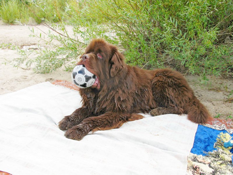 Фото: ньюфаундленд Fakturnyi Frukt s Berega Dona (Фактурный Фрукт с Берега Дона)