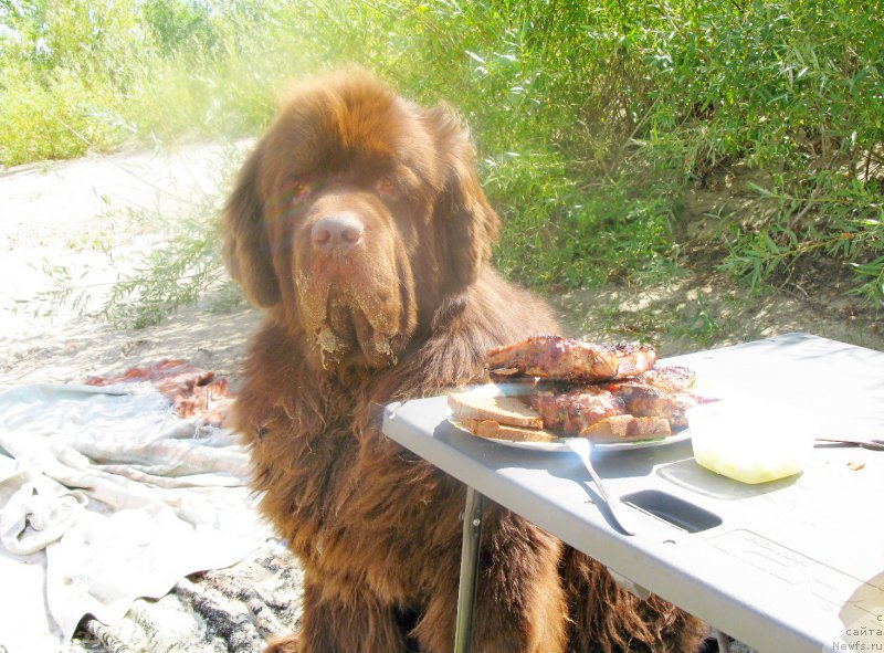 Фото: ньюфаундленд Fakturnyi Frukt s Berega Dona (Фактурный Фрукт с Берега Дона)