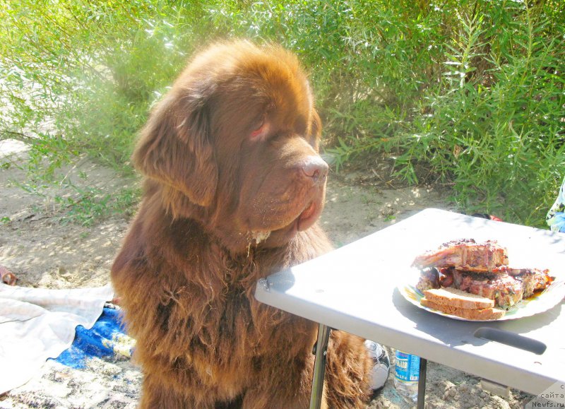 Фото: ньюфаундленд Fakturnyi Frukt s Berega Dona (Фактурный Фрукт с Берега Дона)