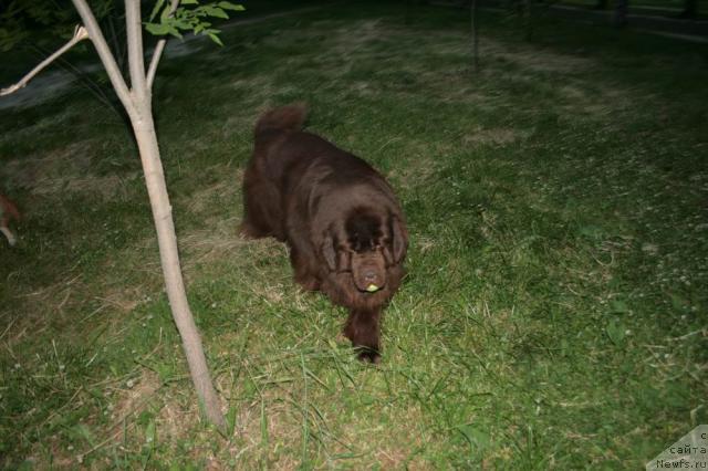 Фото: ньюфаундленд Super Premium Brabus (Супер Премиум Брабус)