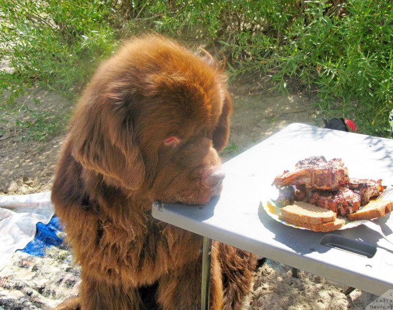 Фото: ньюфаундленд Fakturnyi Frukt s Berega Dona (Фактурный Фрукт с Берега Дона)