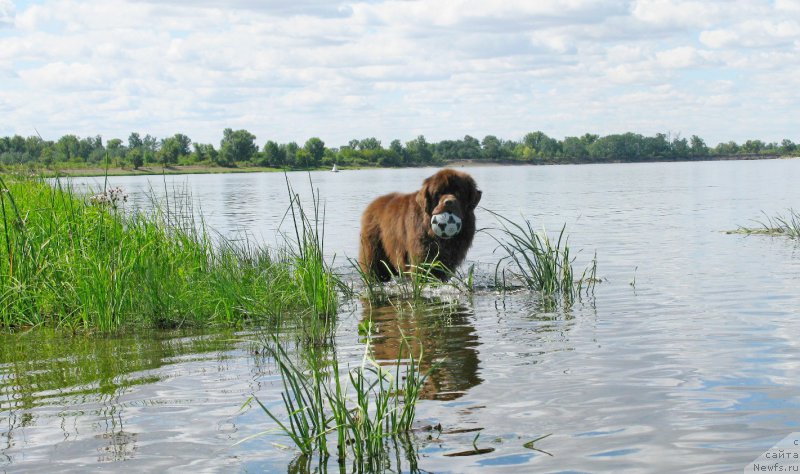 Фото: ньюфаундленд Fakturnyi Frukt s Berega Dona (Фактурный Фрукт с Берега Дона)
