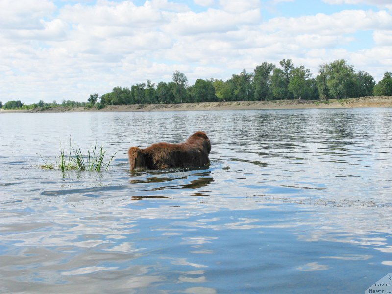 Фото: ньюфаундленд Fakturnyi Frukt s Berega Dona (Фактурный Фрукт с Берега Дона)