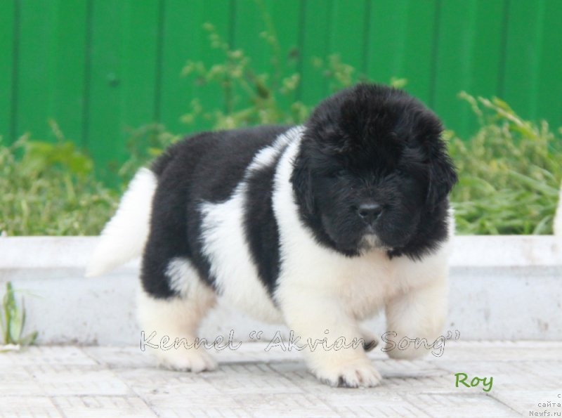 Фото: ньюфаундленд Akvian Song Roy Soley (Аквиан Сонг Рой Солей)