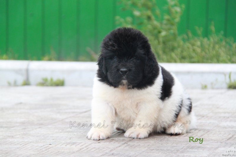 Фото: ньюфаундленд Akvian Song Roy Soley (Аквиан Сонг Рой Солей)