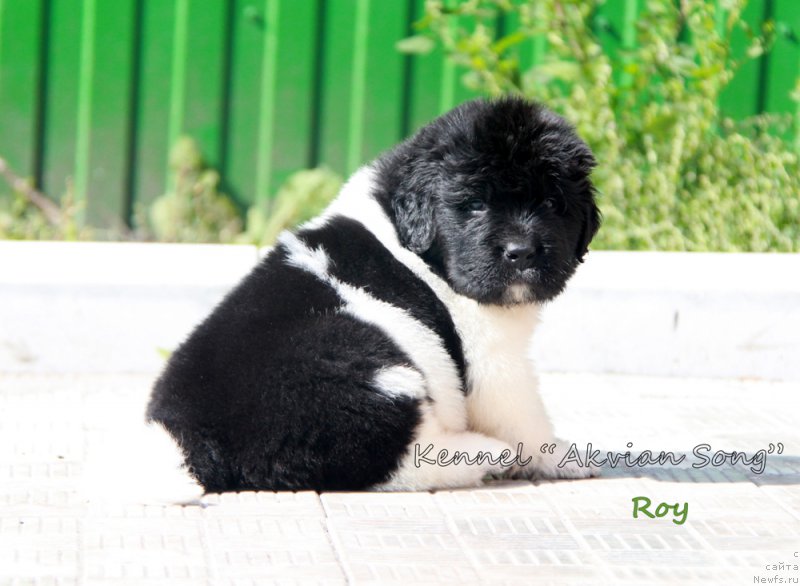 Фото: ньюфаундленд Akvian Song Roy Soley (Аквиан Сонг Рой Солей)