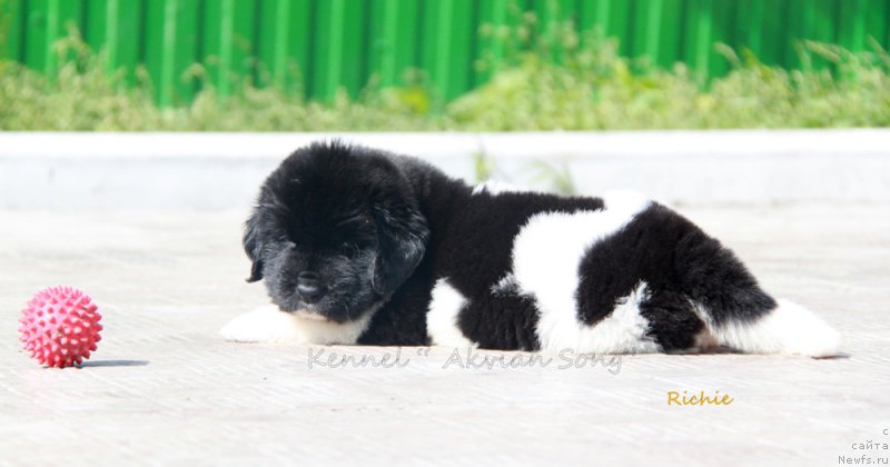 Фото: ньюфаундленд Akvian Song Rich Brid (Аквиан Сонг Рич Брид)